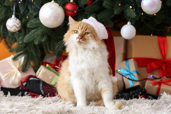 Niedliche Katze Mit Weihnachtsmütze Hause Heiligabend — Stockfoto