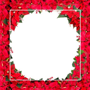 Poinsettia 'lı güzel boş Noel tebrik kartı
