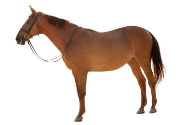 Kestane atı beyaz arka planda