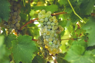 Üzüm bağında olgunlaşmış üzüm kümesi