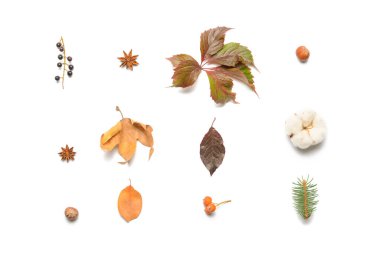 Beyaz arkaplanda güzel sonbahar kompozisyonu