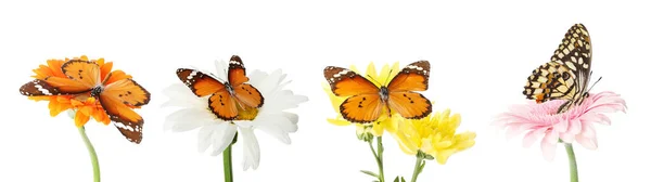 白い背景に花に美しい熱帯蝶のコラージュ — ストック写真