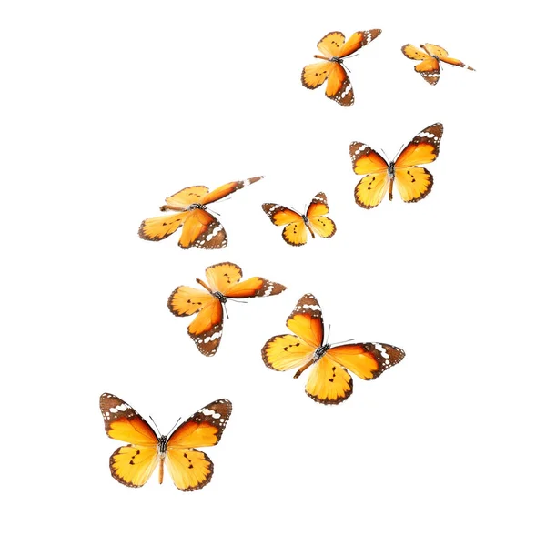 Красиві Метелики Білому Тлі — стокове фото