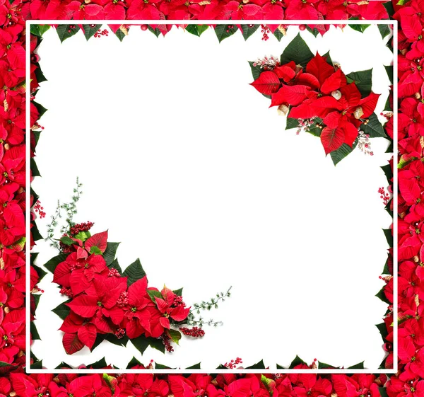 Hermosa Tarjeta Felicitación Navidad Blanco Con Poinsettia Sobre Fondo Blanco —  Fotos de Stock