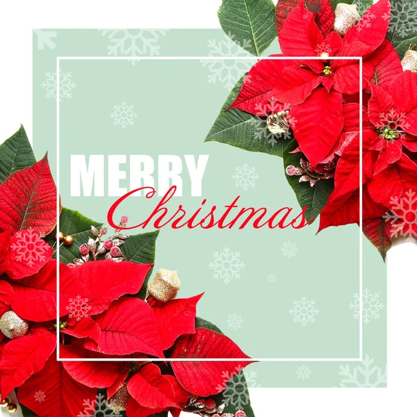 Beautiful Christmas Greeting Card Poinsettia — Stock Photo, Image