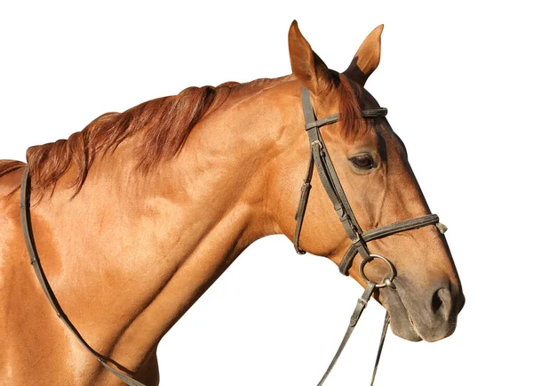 Kastanje Paard Witte Achtergrond — Stockfoto