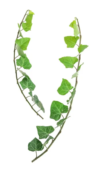 Green Ivy White Background — Stock Photo, Image