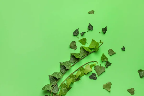 Green Ivy Branches Color Background — Stock Photo, Image