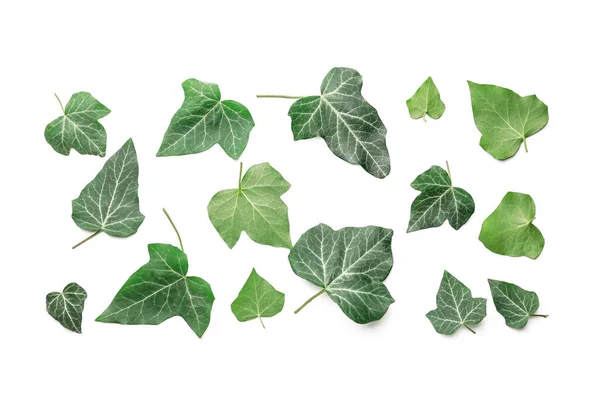 Green Ivy Leaves White Background — Stock Photo, Image