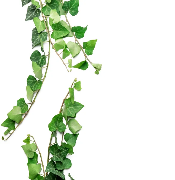 Cabang Ivy Hijau Pada Latar Belakang Putih — Stok Foto