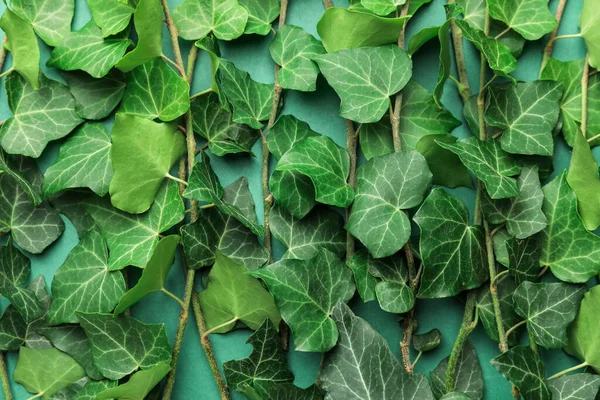 Green Ivy Leaves Background — Stock Photo, Image