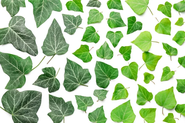 Green Ivy Leaves White Background — Stock Photo, Image