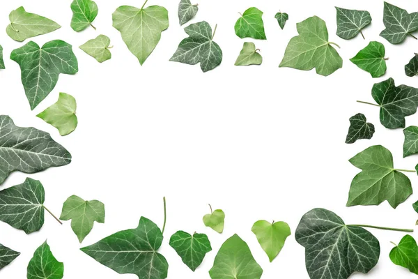 Frame Made Green Ivy Leaves White Background — Stock Photo, Image