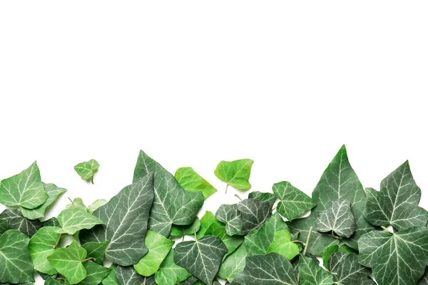 Green Ivy Leaves White Background — Stock Photo, Image