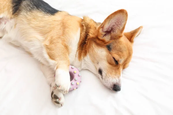 Cute Dog Toy Lying Bed — Stock Photo, Image