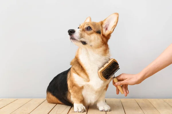 Owner Brushing Cute Dog Light Background — Stock Photo, Image