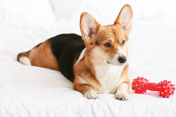 Leuke Hond Met Speelgoed Liggend Bed — Stockfoto