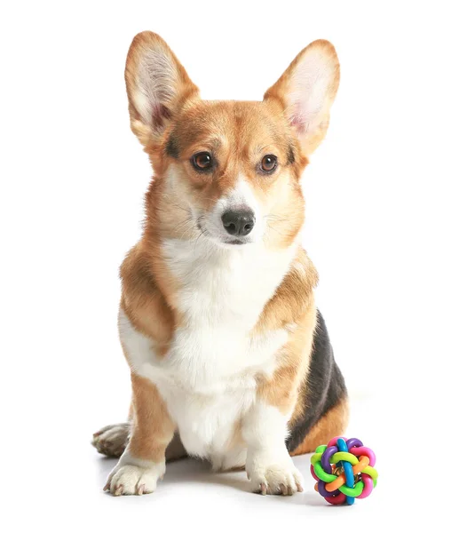 Cute Dog Toy White Background — Stock Photo, Image