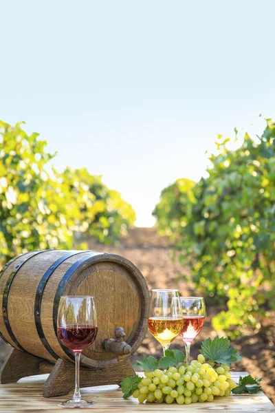 Lekkere Wijn Rijpe Druiven Tafel Wijngaard — Stockfoto