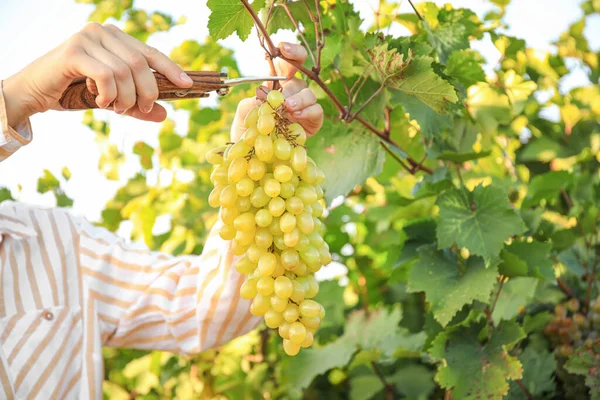 Vrouw Snijden Cluster Van Verse Rijpe Sappige Druiven Met Snoeier — Stockfoto