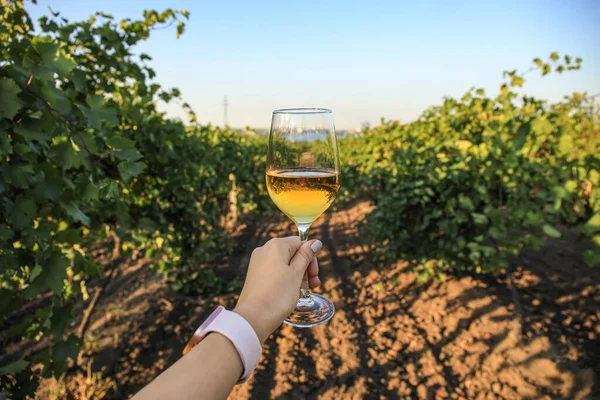 Mulher Com Copo Vinho Saboroso Vinha — Fotografia de Stock