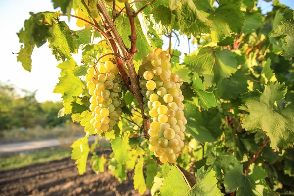 Cluster Ripe Grapes Vineyard — Stock Photo, Image