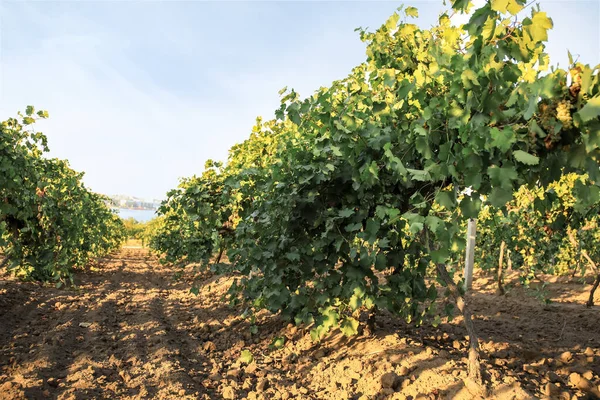 Vista Del Viñedo Campo —  Fotos de Stock