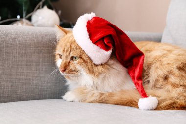 Noel arifesinde Noel Baba şapkalı şirin kedi.