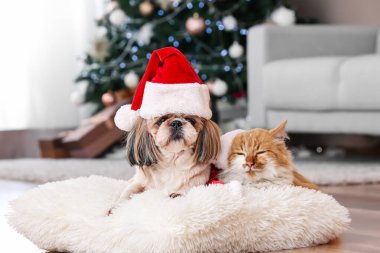 Noel arifesinde evde Noel Baba şapkalı şirin kedi ve köpek