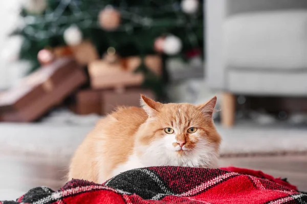 可愛いです猫ホームオンクリスマスEve — ストック写真