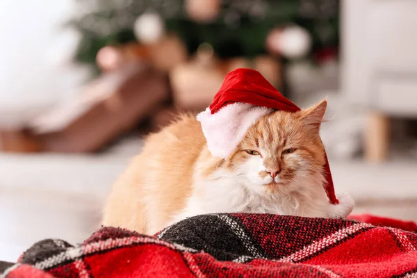 Niedliche Katze Mit Weihnachtsmütze Hause Heiligabend — Stockfoto