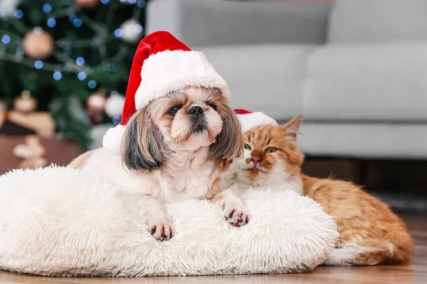 Cute cat and dog in Santa hats at home on Christmas eve