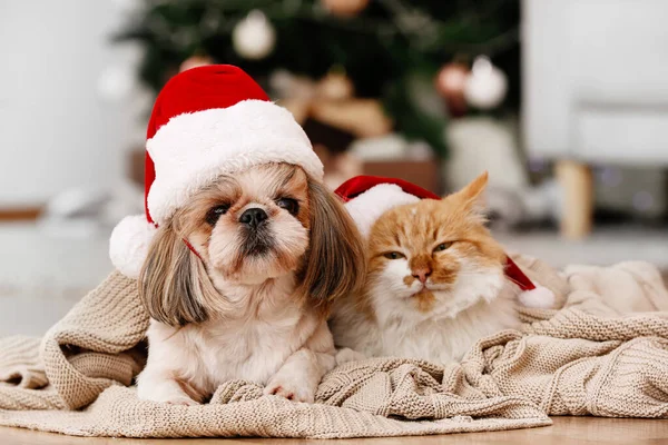 Cute cat and dog in Santa hats at home on Christmas eve