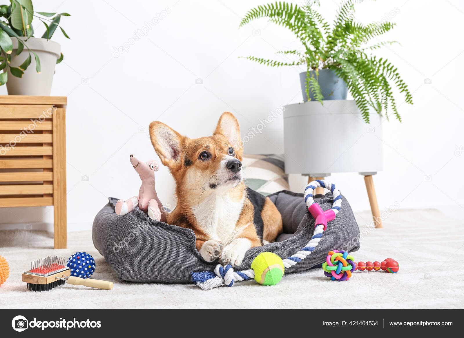 Cute Dog Different Pet Accessories Home Stock Photo by ©serezniy 421404534