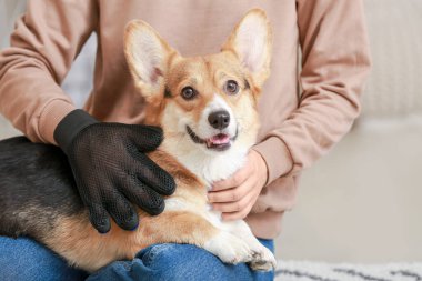 Köpeğini saçlarıyla tarayan kadın evde eldiven çıkartıyor.
