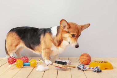 Farklı evcil hayvan aksesuarları olan sevimli bir köpek.