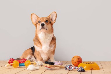 Farklı evcil hayvan aksesuarları olan sevimli bir köpek.