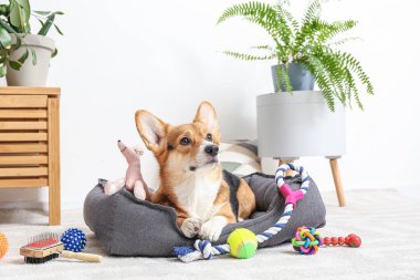 Evde farklı evcil hayvan aksesuarları olan sevimli bir köpek.