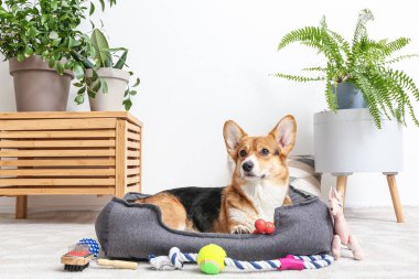 Evde farklı evcil hayvan aksesuarları olan sevimli bir köpek.