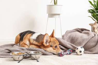 Evde farklı evcil hayvan aksesuarları olan sevimli bir köpek.