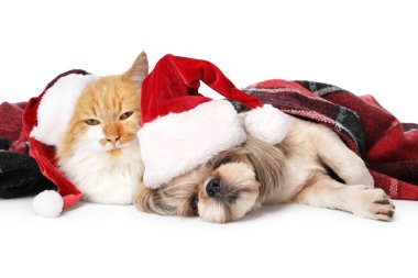 Noel Baba şapkalı şirin kedi ve köpek ve beyaz arka planda sıcak ekoseli