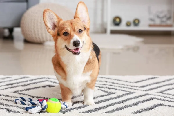 Cute dog with toy at home