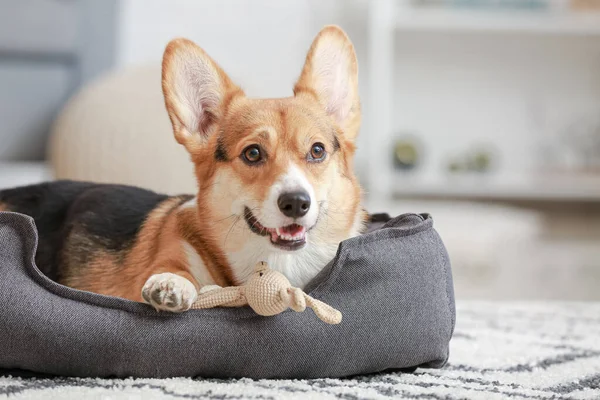 Cão Bonito Com Brinquedo Deitado Cama Estimação Casa — Fotografia de Stock