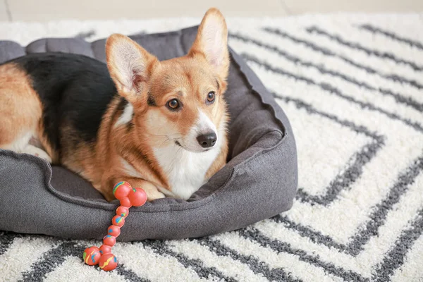 Cute Dog Toy Lying Pet Bed Home — Stock Photo, Image