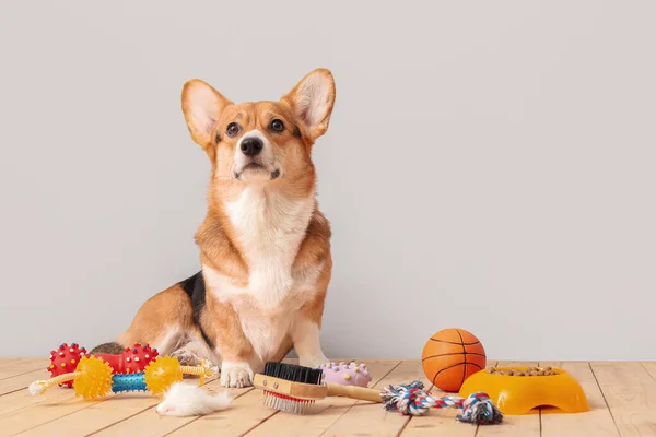 Cute dog with different pet accessories on light background