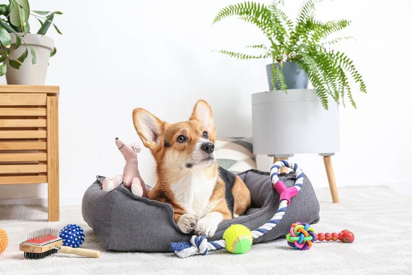 Netter Hund Mit Verschiedenen Haustier Accessoires Hause — Stockfoto