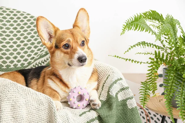 Cão Bonito Deitado Poltrona Casa — Fotografia de Stock