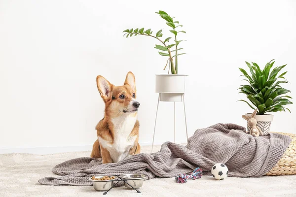 Cute Dog Different Pet Accessories Home — Stock Photo, Image