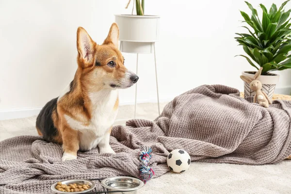 Cão Bonito Com Diferentes Acessórios Estimação Casa — Fotografia de Stock