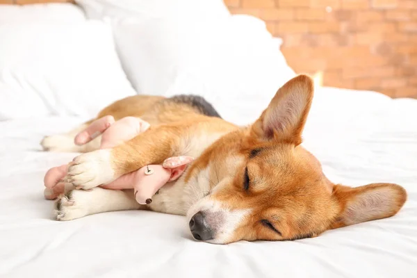 Cute Dog Toy Lying Bed — Stock Photo, Image